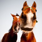 Horses in Winter